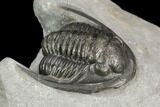 Cornuproetus Trilobite Fossil - Ofaten, Morocco #125237-2
